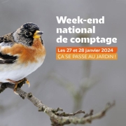 Week-end national de comptage Oiseaux des Jardins